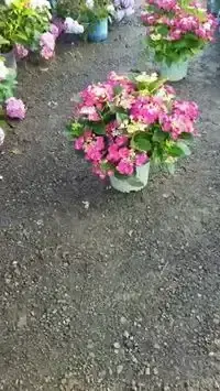 Potted pink hydrangeas in bloom on the nursery’s gravel lot