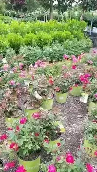 Potted shrub roses in pink and red bloom on the nursery lot