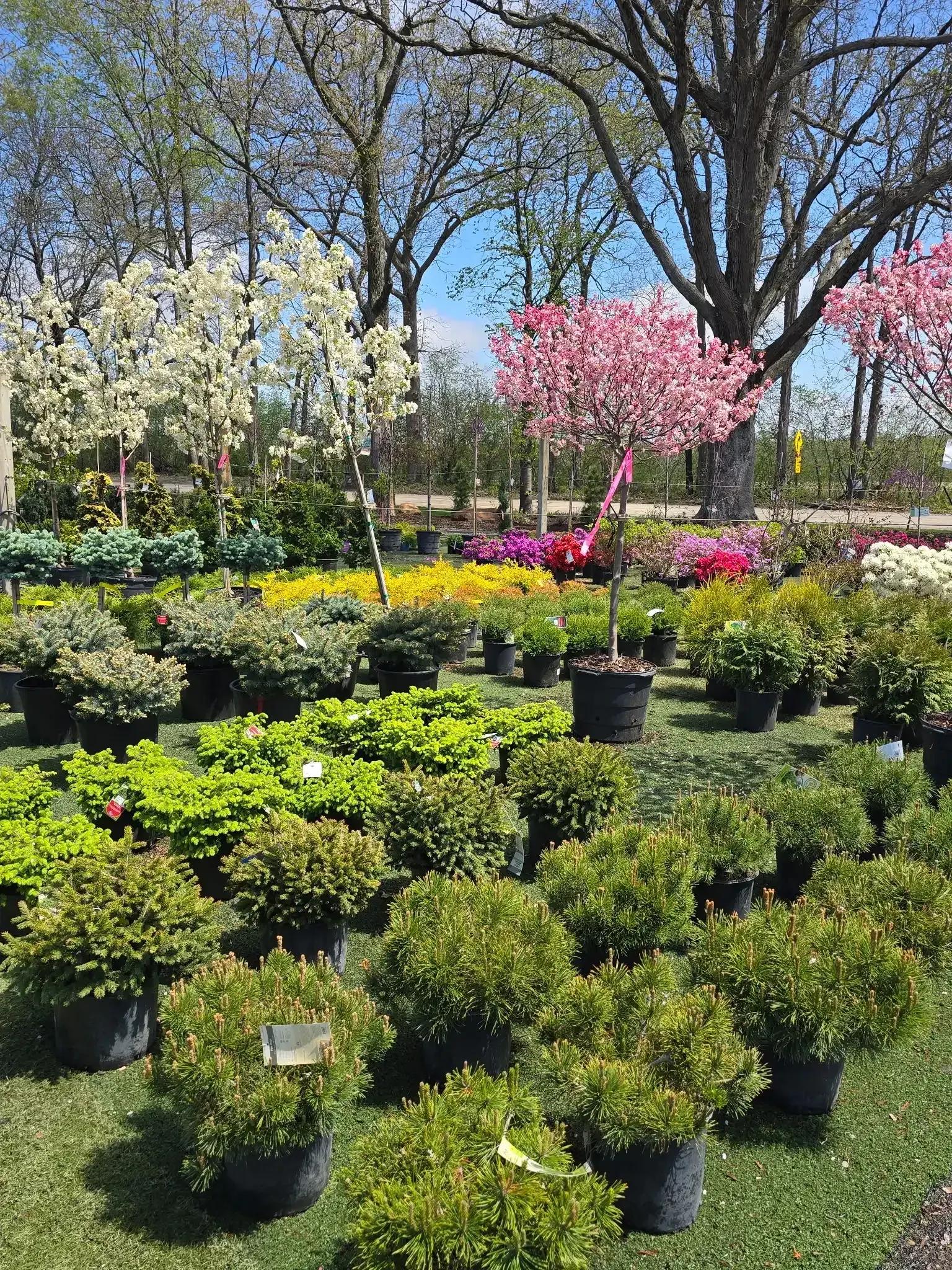 Rows of potted shrubs and flowering trees in the KBK Garden Center nursery