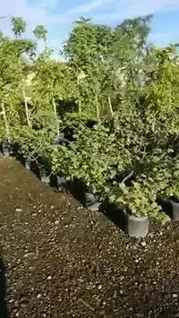Rows of potted young trees on a gravel nursery bed