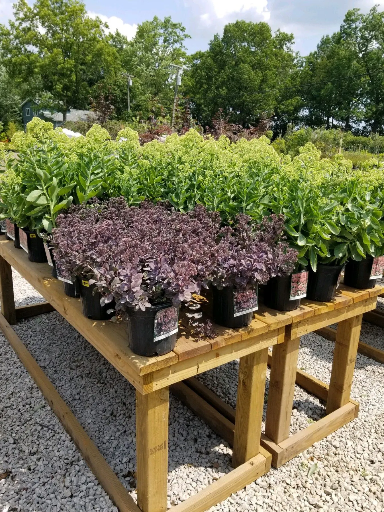 Purple-leaf shrubs on wooden nursery tables with green shrubs behind