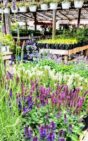 Purple salvia and white perennials on display under the pergola