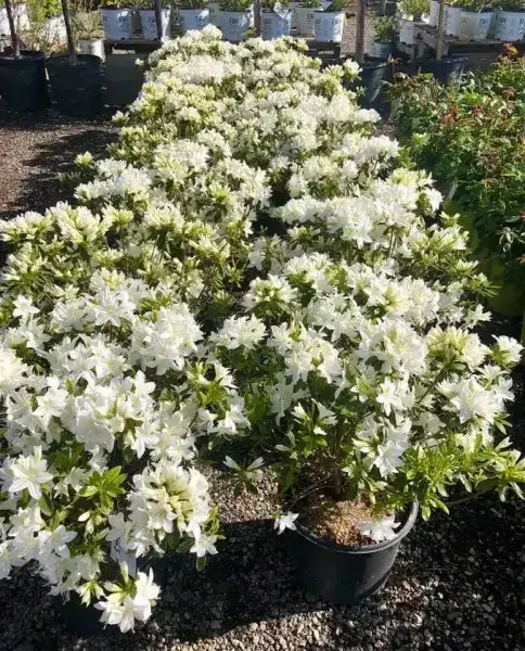 Potted white azaleas in full bloom at the nursery