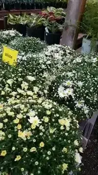 Potted white daisies in full bloom on a display table