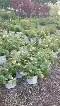 Potted white-flowering shrubs with flowering trees in the background