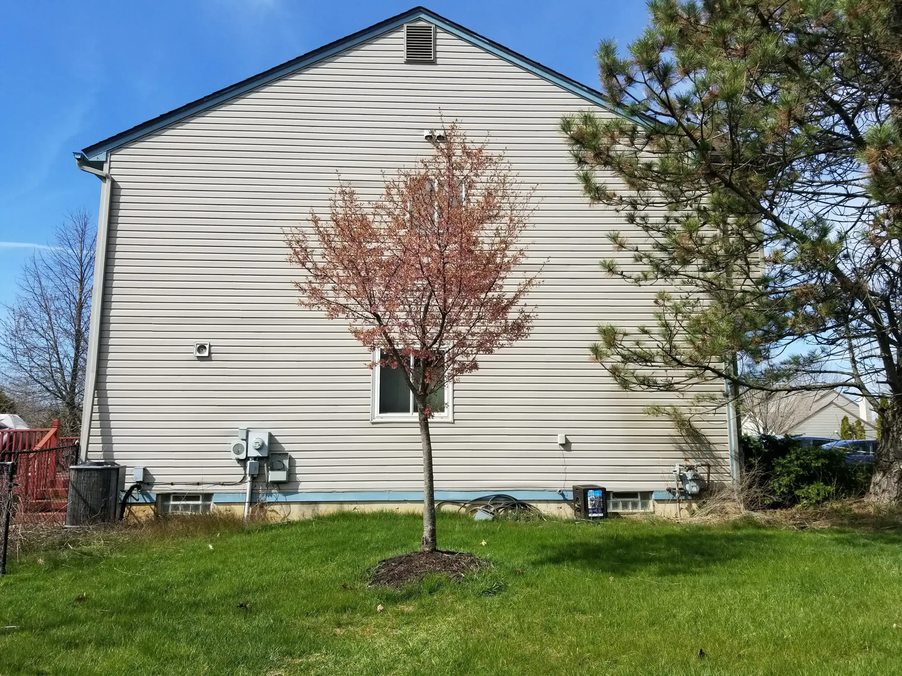 Young ornamental tree with reddish spring leaves planted beside a home