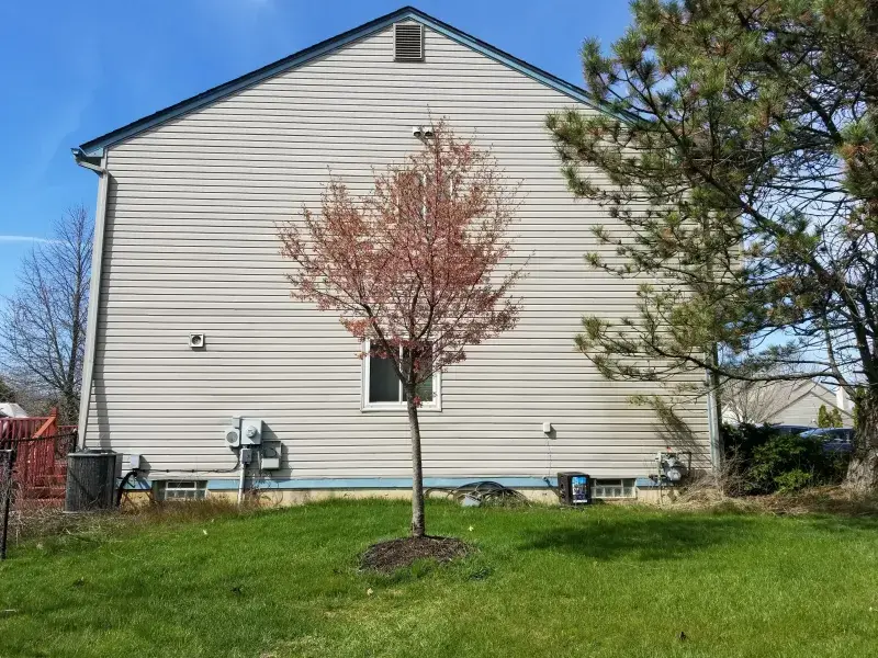 Young ornamental tree planted in the side yard of a home